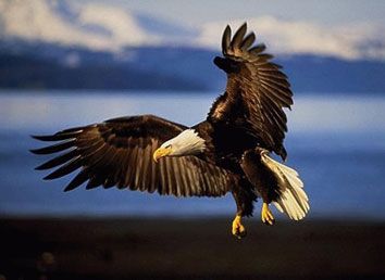 Aquila