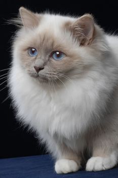 Gatto persiano