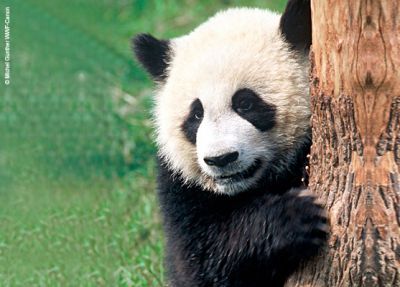 Panda gigante