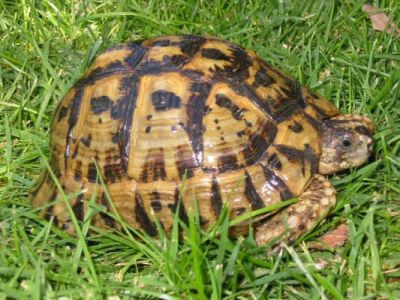Tartaruga