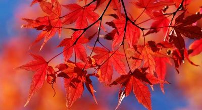 Trame d'autunno