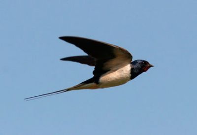 Brigata di rondini