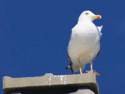 Gabbiani in citta'  
