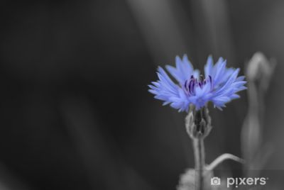 Fiordaliso