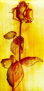 Una rosa