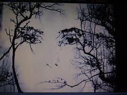 Albero