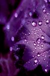 Nei sussurri, le viole