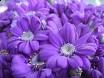 Tra petali di viole  