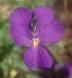 La viola del tuo giardino  