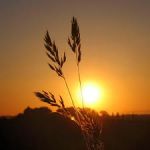 Come Respirare Il Sapore Di Spighe  