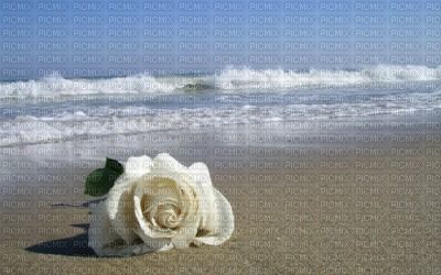 Une rose � la mer