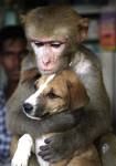 Le bestie e gli animali