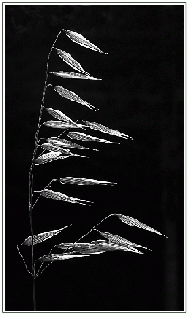 Antenati