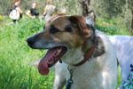 Umanità latente del mio cane