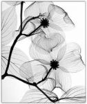 Armonia