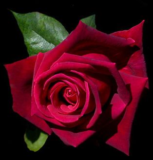 La tua rosa