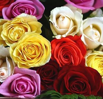 Come perle e rose