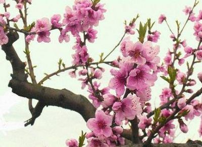 E' primavera