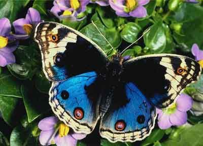 Farfalla