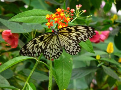 Come fiori in un giardino