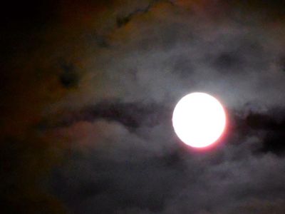 Luna fedele