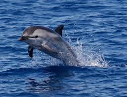 Come un delfino