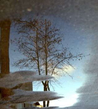 Gemme d' inverno