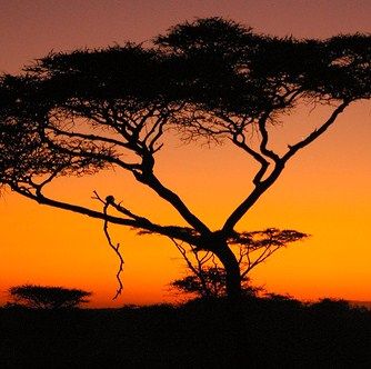 La sua Africa