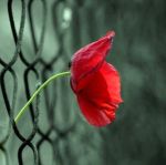 Il cuore lo sa