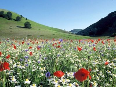 Tanta natura intorno