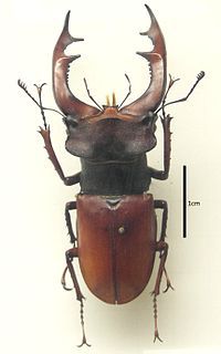 Vecchio giocattolo volante
