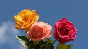 Ti ho portato tre rose  