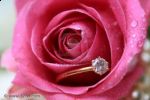 L’amore di una rosa