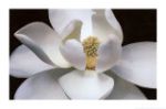 Un fiore
