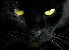 L'andar felino