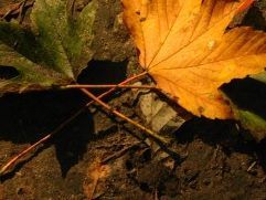D'aura autunnale s'adorna