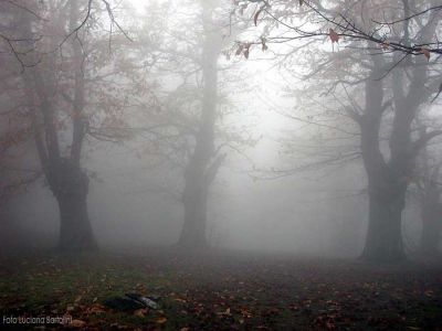 Sagome nella nebbia