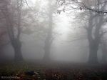 Sagome nella nebbia