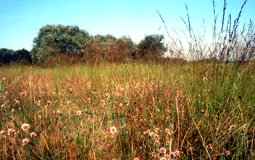Pigro meriggio