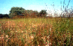 Pigro meriggio