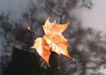 Autunno Viaggio