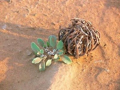 La Rosa di Gerico