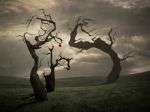 Alberi