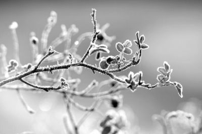 Per Mano d'Inverno