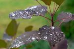 Gocce d�Aprile