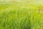 Il filo d�erba rapito