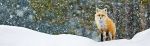 Fuoco Nella Neve