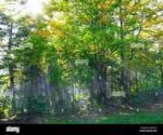 Goccce di luce