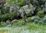 Sacro Gioved�