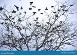 Il coro dell�alba